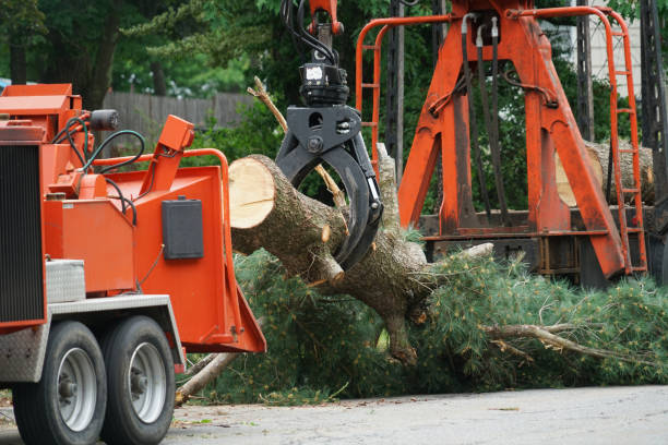 Best Arborist Consultation Services  in USA